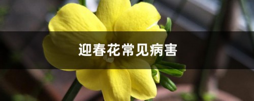 迎春花常见病害