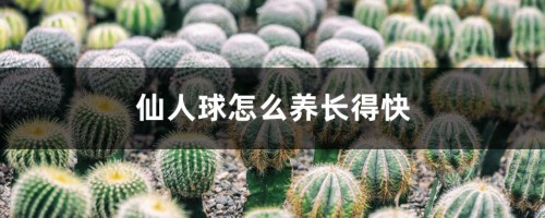 仙人球怎么养长得快