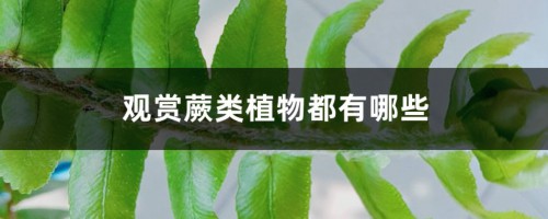 观赏蕨类植物都有哪些