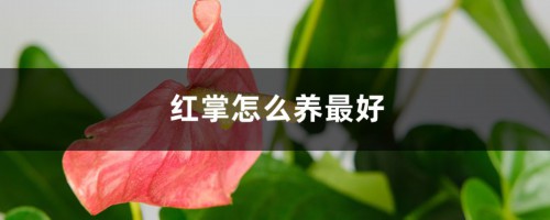 红掌怎么养最好