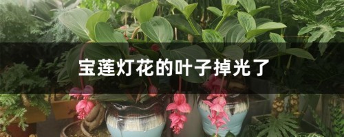 宝莲灯花的叶子掉光了怎么办