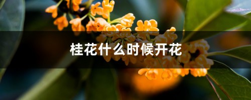 桂花什么时候开花