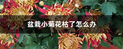 盆栽小菊花枯了怎么办，是什么原因