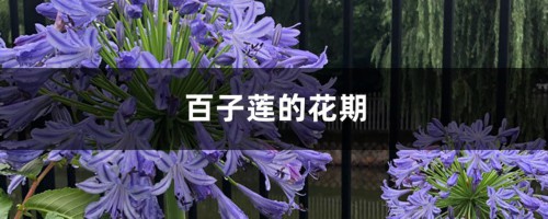 百子莲的花期