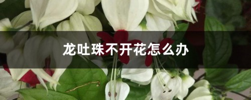 龙吐珠不开花怎么办