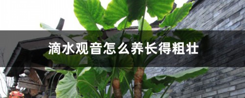 滴水观音怎么养长得粗壮