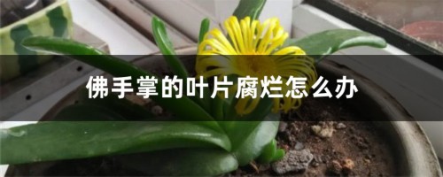 佛手掌的叶片腐烂怎么办