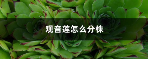 观音莲怎么分株