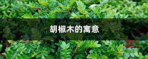 胡椒木的寓意