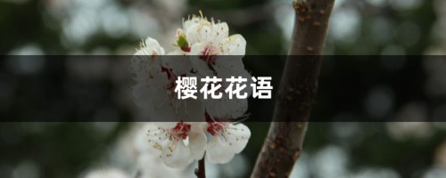 樱花花语