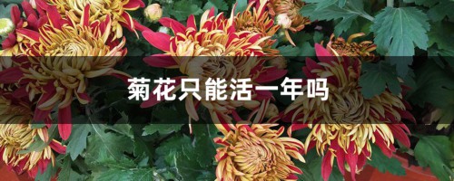 菊花只能活一年吗，菊花一年开花几次