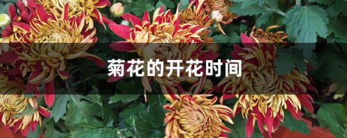 菊花的开花时间，不开花怎么办