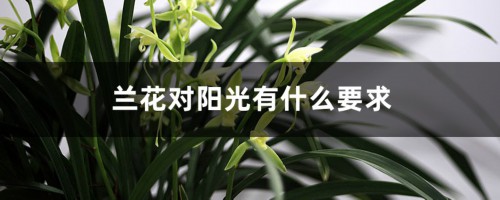 兰花对阳光有什么要求