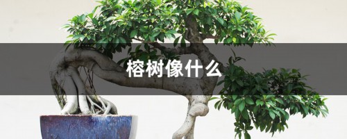 榕树像什么，有什么特点