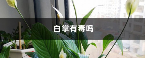 白掌有毒吗，可以放卧室吗