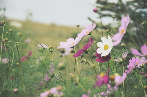 格桑花