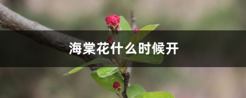 海棠花什么时候开，海棠花图片