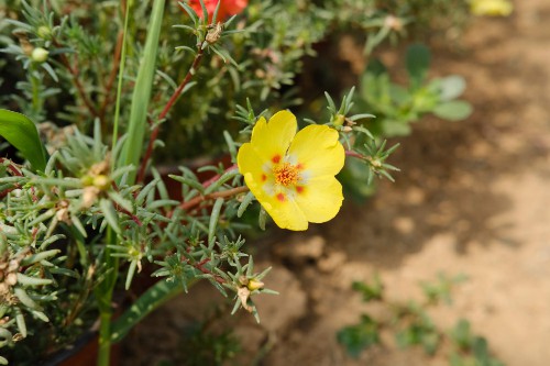 太阳花