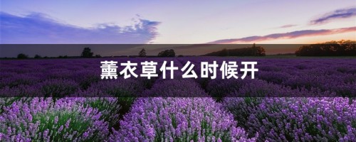 薰衣草什么时候开，薰衣草花期几天