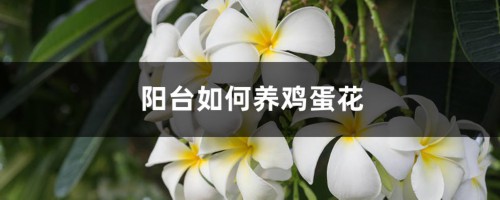 阳台如何养鸡蛋花，需要注意什么