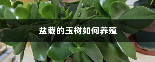 盆栽的玉树如何养殖，能水养吗