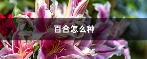 百合怎么种，种植需要注意什么