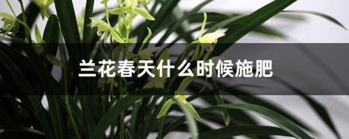 兰花春天什么时候施肥，施什么肥