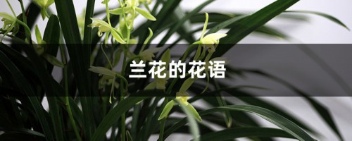 兰花的花语和寓意，有什么传说故事