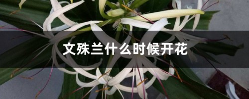 文殊兰什么时候开花