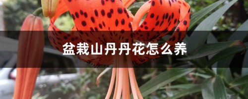 盆栽山丹丹花怎么养