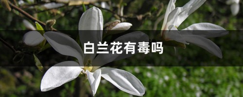 白兰花有毒吗