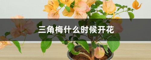 三角梅什么时候开花