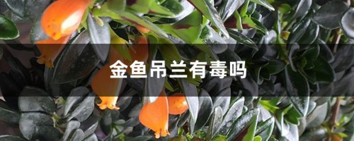 金鱼吊兰有毒吗