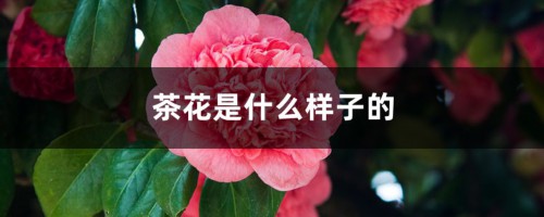 茶花是什么样子的，茶花的特点