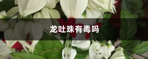 龙吐珠有毒吗