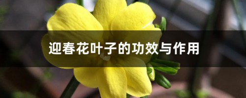 迎春花叶子的功效与作用