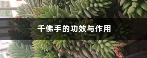 千佛手的功效与作用