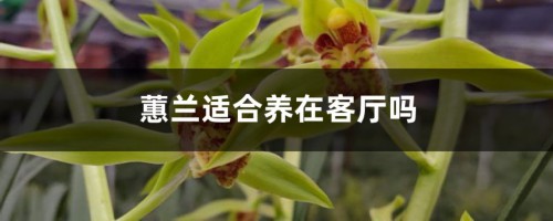 蕙兰适合养在客厅吗