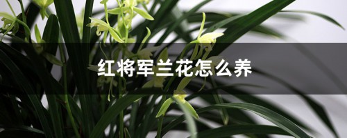 红将军兰花怎么养