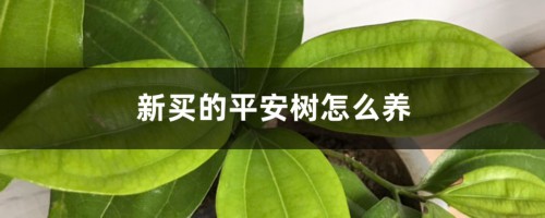 新买的平安树怎么养