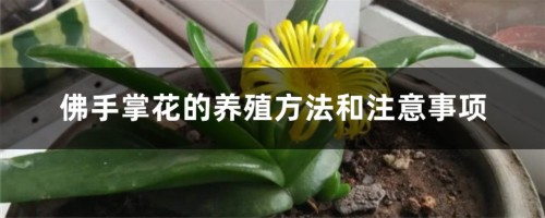 佛手掌花的养殖方法和注意事项