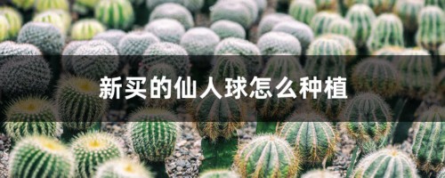 新买的仙人球怎么种植