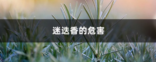 迷迭香的危害