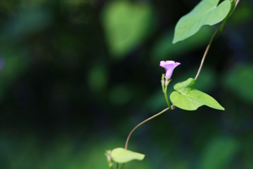 牵牛花