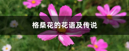 格桑花的花语及传说