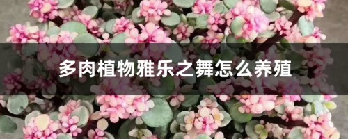 多肉植物雅乐之舞怎么养殖，一年能长多大