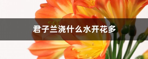 君子兰用这“2种”水浇，15天来一次，根壮实开花多！