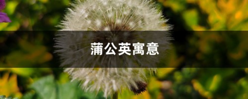 蒲公英寓意是什么，代表什么含义