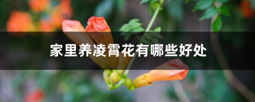 家里养凌霄花有哪些好处