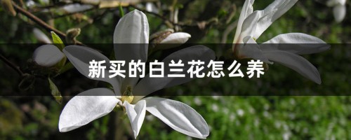 新买的白兰花怎么养